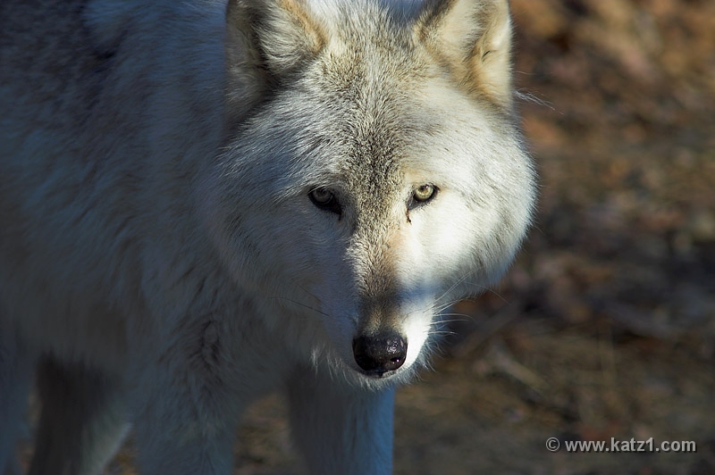 Arctic Wolf 010